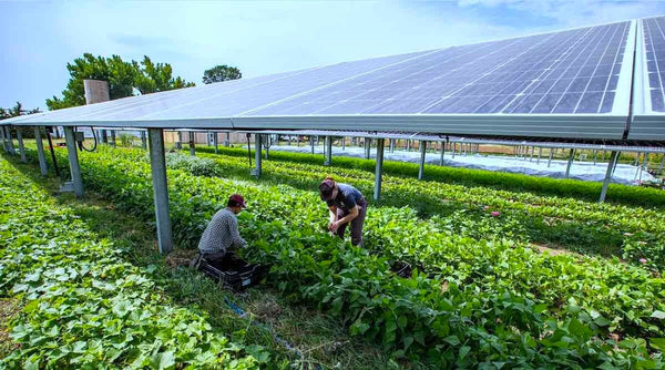 Agrivoltaics - Combining Solar Power and Agriculture